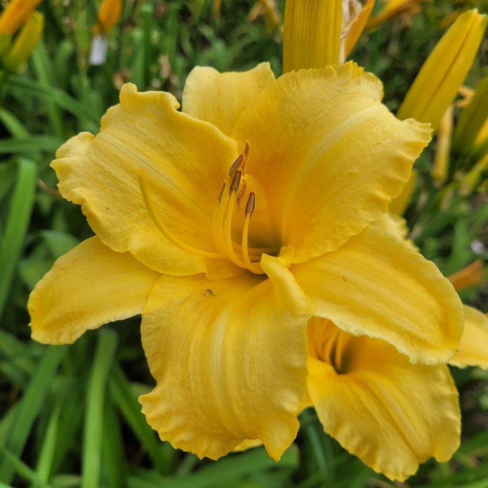 Daylily Seeds Colour Mix Made in Saskatchewan